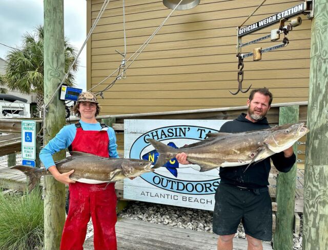 Outdoors: Cobia, the real 'chicken of the sea